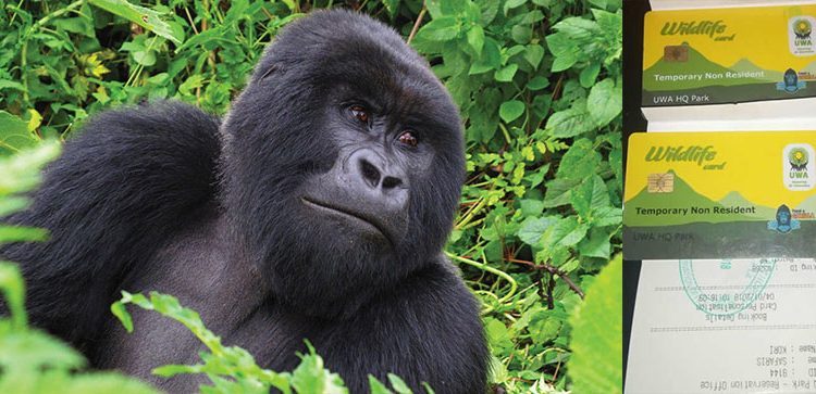 15 Senior Uganda Wildlife Authority Officials Remanded Over Shs 9.3 Billion Gorilla Permit Fraud